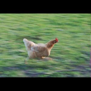 Meet your Posher, Justin